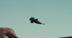 Uccello rapace in volo sopra il canyon, catturato in un’immagine dinamica e mozzafiato.