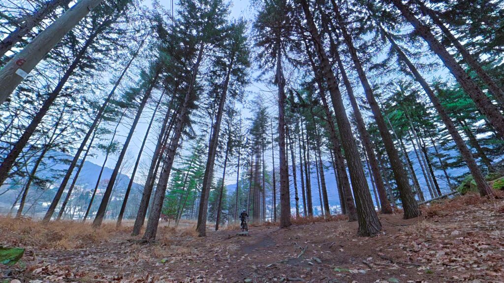 Foresta di pini con ciclista su sentiero naturale all'aperto in montagna.